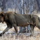 A lion wears a tracking collar as it walks inside Zimbabwe’s Hwange National Park.